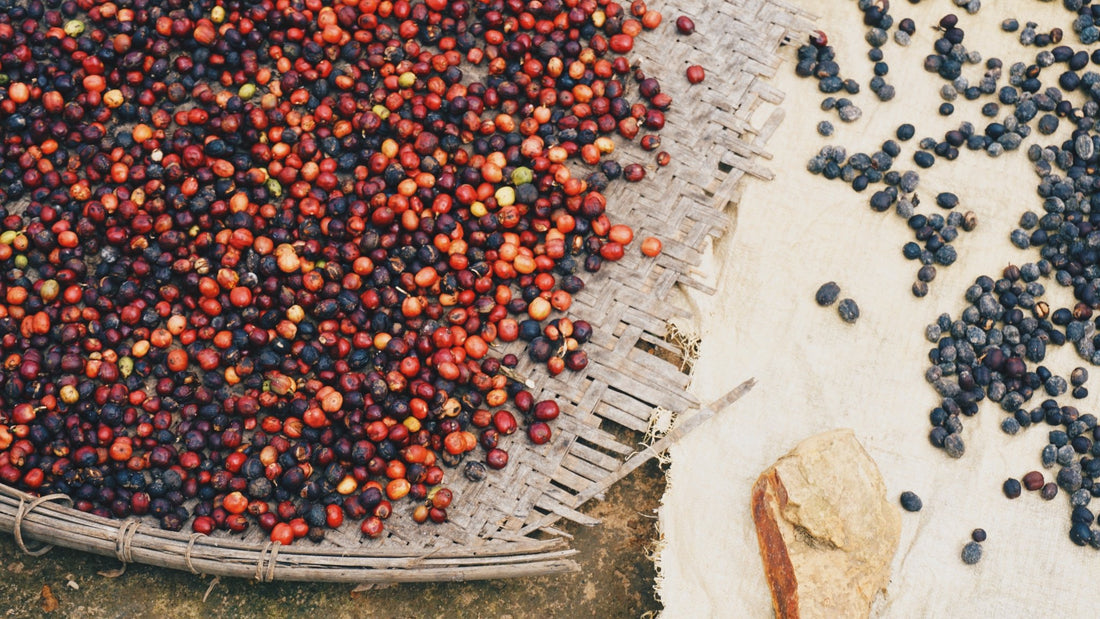 6 Coffee Processing Methods You Haven't Heard Of - Naughty Bean